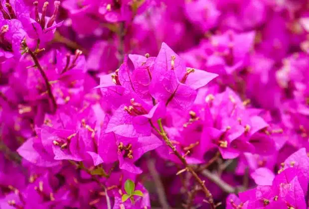 bougainvillier