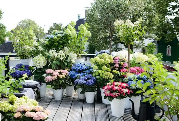 que mettre au pied des hortensias